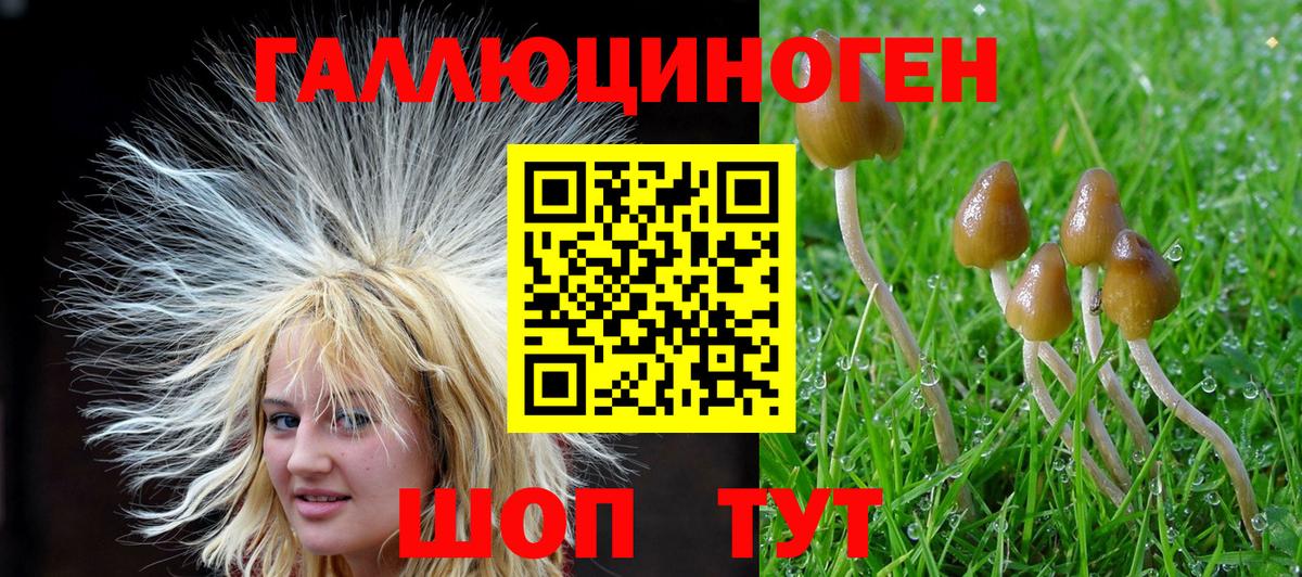 Северск  Псилоцибиновые грибы прущие грибы  Вход с VPN 